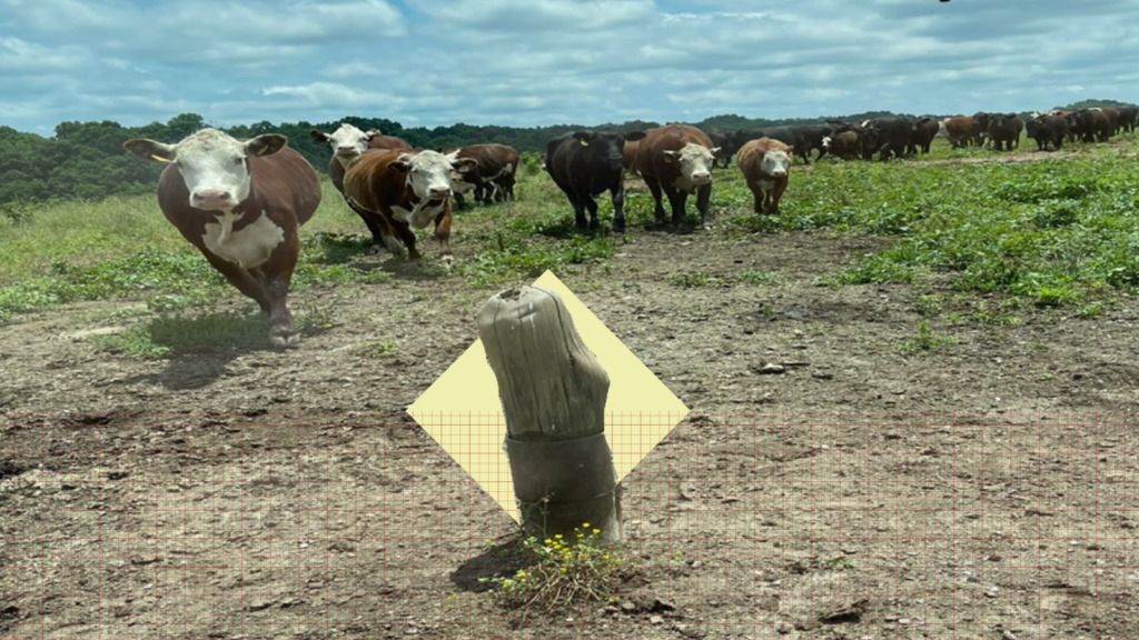Cows approach an orphaned well plugged with a tree stump.