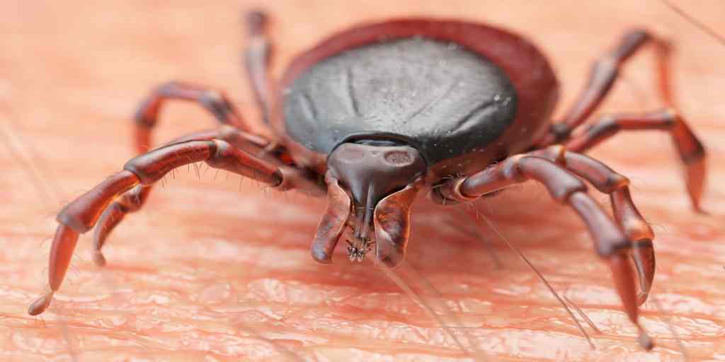 An up-close photograph of an engorged tick.